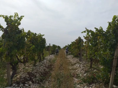 Loša godina za hercegovačke vinogradare