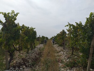 Loša godina za hercegovačke vinogradare