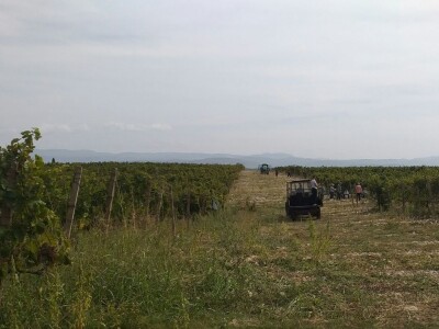 Loša godina za hercegovačke vinogradare