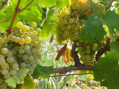 Loša godina za hercegovačke vinogradare