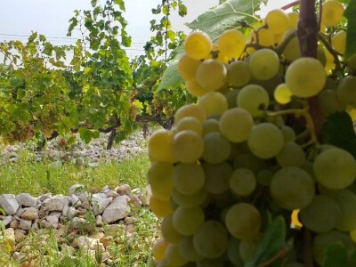 Loša godina za hercegovačke vinogradare