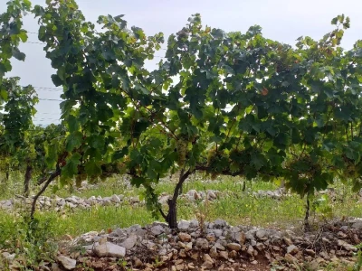 Loša godina za hercegovačke vinogradare