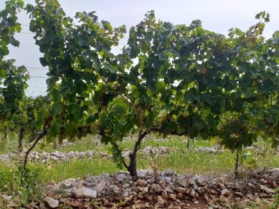 Loša godina za hercegovačke vinogradare