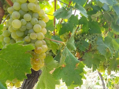 Loša godina za hercegovačke vinogradare