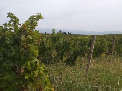 Loša godina za hercegovačke vinogradare