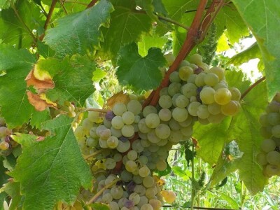 Loša godina za hercegovačke vinogradare