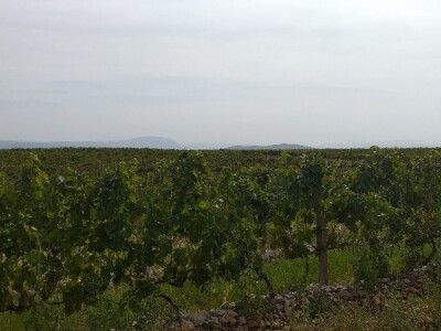 Loša godina za hercegovačke vinogradare