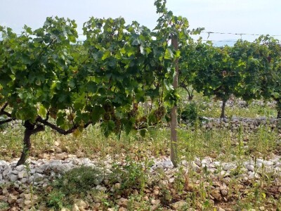 Loša godina za hercegovačke vinogradare