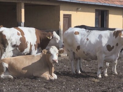 Loše genetske predispozicije goveda Loše genetske predispozicije goveda