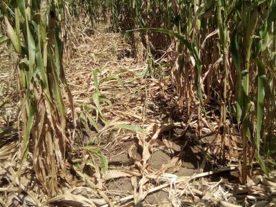 Loše stanje usjeva u TK - suša i divlje svinje