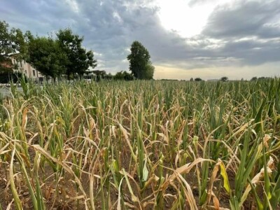 Loše stanje usjeva u TK - suša i divlje svinje