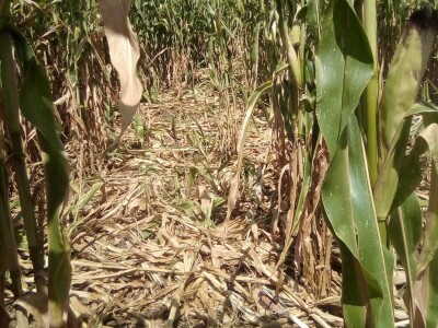 Loše stanje usjeva u TK - suša i divlje svinje