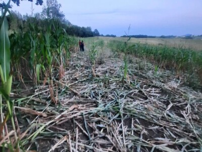 Loše stanje usjeva u TK - suša i divlje svinje