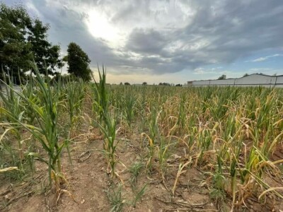 Loše stanje usjeva u TK - suša i divlje svinje