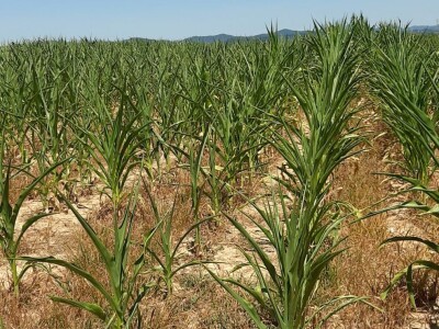 Loše stanje usjeva u TK - suša i divlje svinje