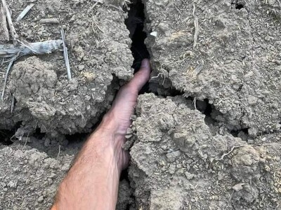 Loše stanje usjeva u TK - suša i divlje svinje