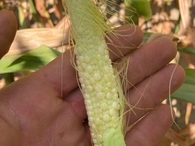 Loše stanje usjeva u TK - suša i divlje svinje