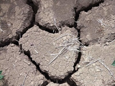 Loše stanje usjeva u TK - suša i divlje svinje