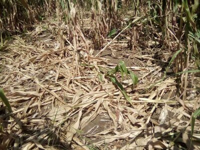 Loše stanje usjeva u TK - suša i divlje svinje