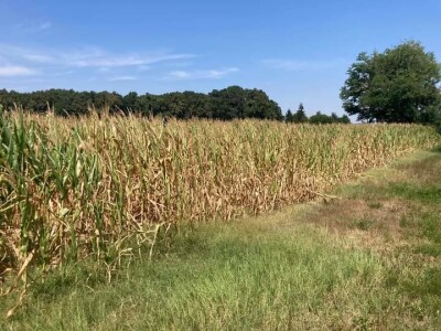 Loše stanje usjeva u TK - suša i divlje svinje