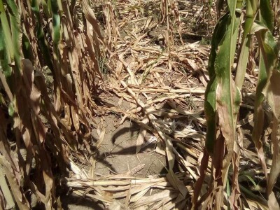 Loše stanje usjeva u TK - suša i divlje svinje