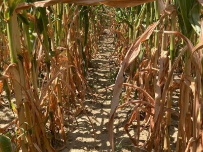 Loše stanje usjeva u TK - suša i divlje svinje