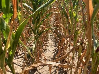 Loše stanje usjeva u TK - suša i divlje svinje