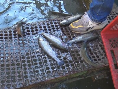 Loso se uzgaja u reci Gradac