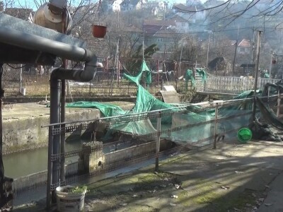 Loso se uzgaja u reci Gradac