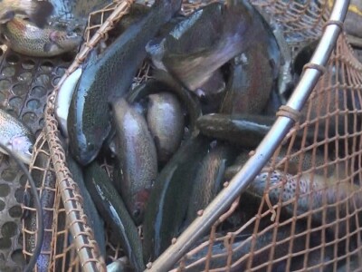 Loso se uzgaja u reci Gradac