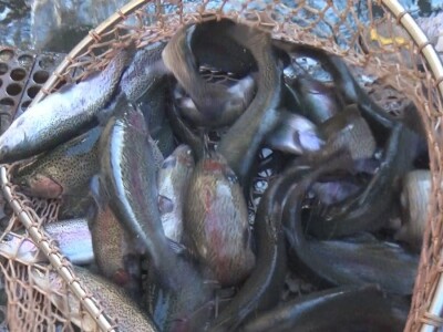 Loso se uzgaja u reci Gradac