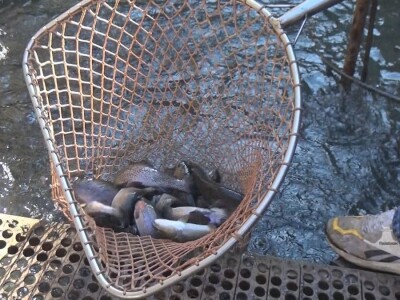 Loso se uzgaja u reci Gradac