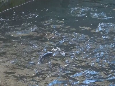 Loso se uzgaja u reci Gradac