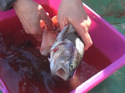 Loso se uzgaja u reci Gradac