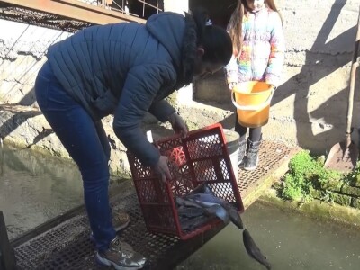 Loso se uzgaja u reci Gradac