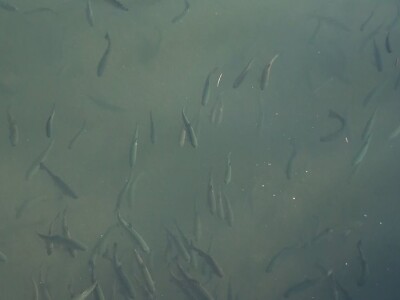 Loso se uzgaja u reci Gradac