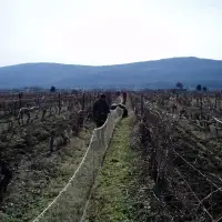 Lov zečeva u Siveriću