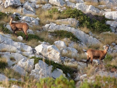 Lovačkim udrugama se vraća 754.500 kuna