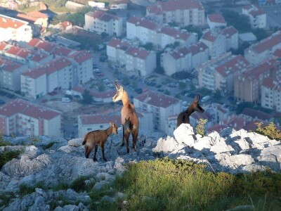 Lovačkim udrugama se vraća 754.500 kuna