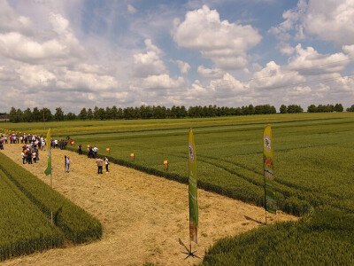 Dan polja srtnih žitarica Bc Instituta u Lovasu