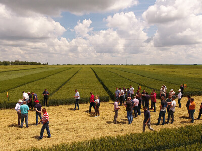 Dan polja srtnih žitarica Bc Instituta u Lovasu