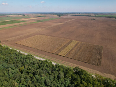 Dan polja BC hibrida kukuruza u Lovasu Dan polja BC hibrida kukuruza u Lovasu