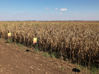 Dan polja BC hibrida kukuruza u Lovasu Dan polja BC hibrida kukuruza u Lovasu