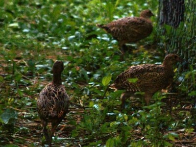 LD Srnjak Prigorje Brdovečko