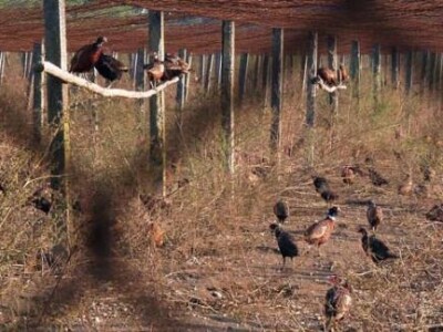 LD Srnjak Prigorje Brdovečko