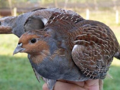 LD Srnjak Prigorje Brdovečko