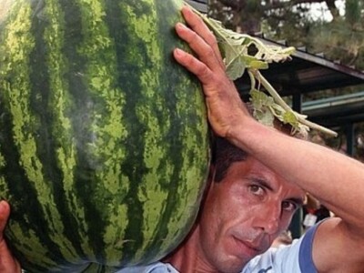 Lubenica teška i više od 16 kg, uzgojena u Neretvanskoj dolini Lubenica teška i više od 16 kg, uzgojena u Neretvanskoj dolini