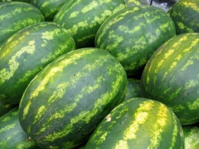 Lubenice uzgojene u Neretvanskoj dolini Lubenice uzgojene u Neretvanskoj dolini