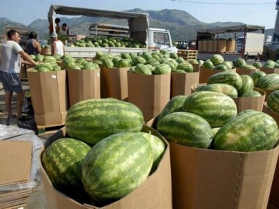 Lubenice na otkupnoj stanici u dolini Neretve Lubenice na otkupnoj stanici u dolini Neretve