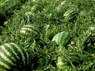 Lubenice u dolini Neretve